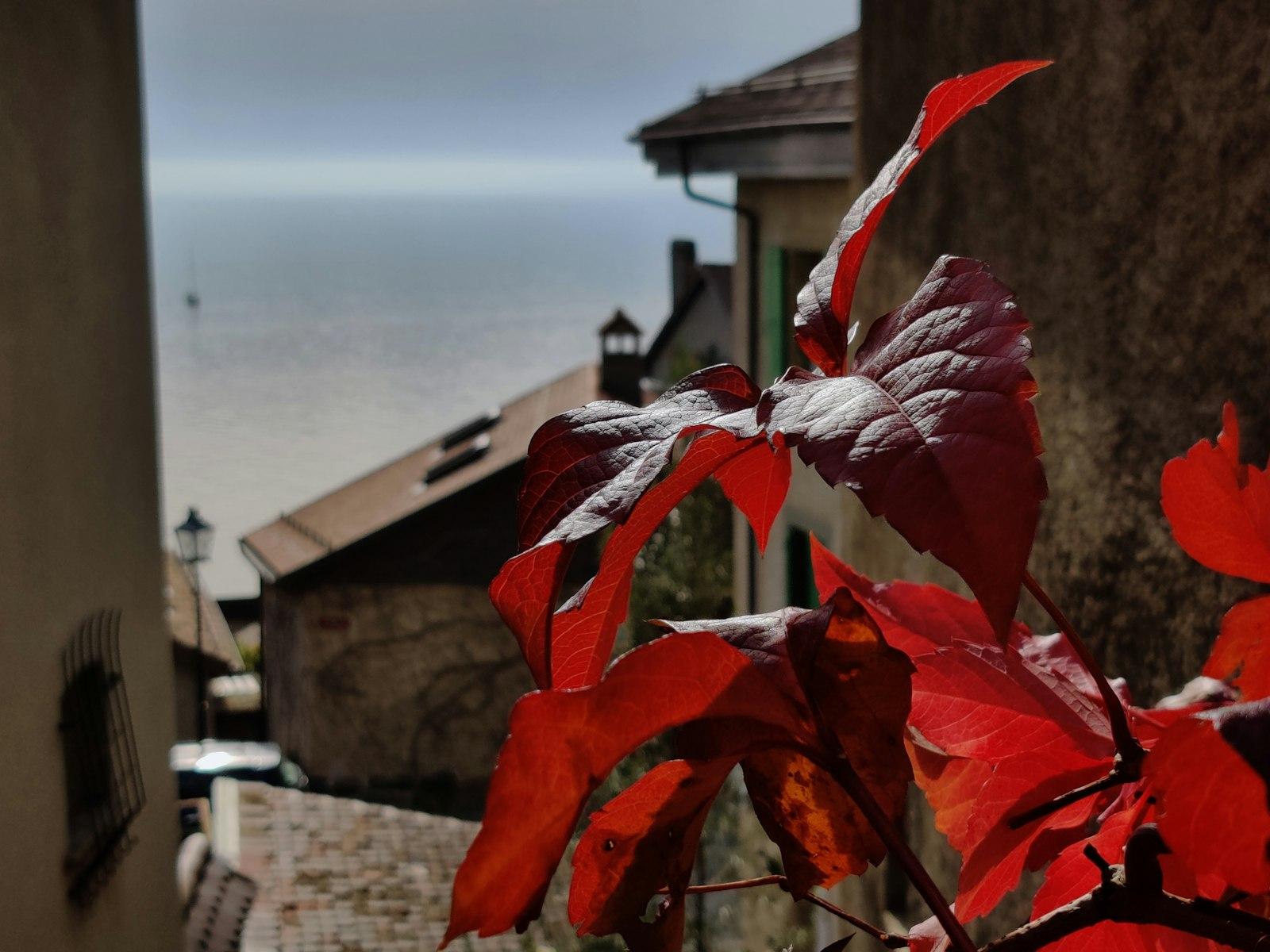 Кэрруж (Carouge)