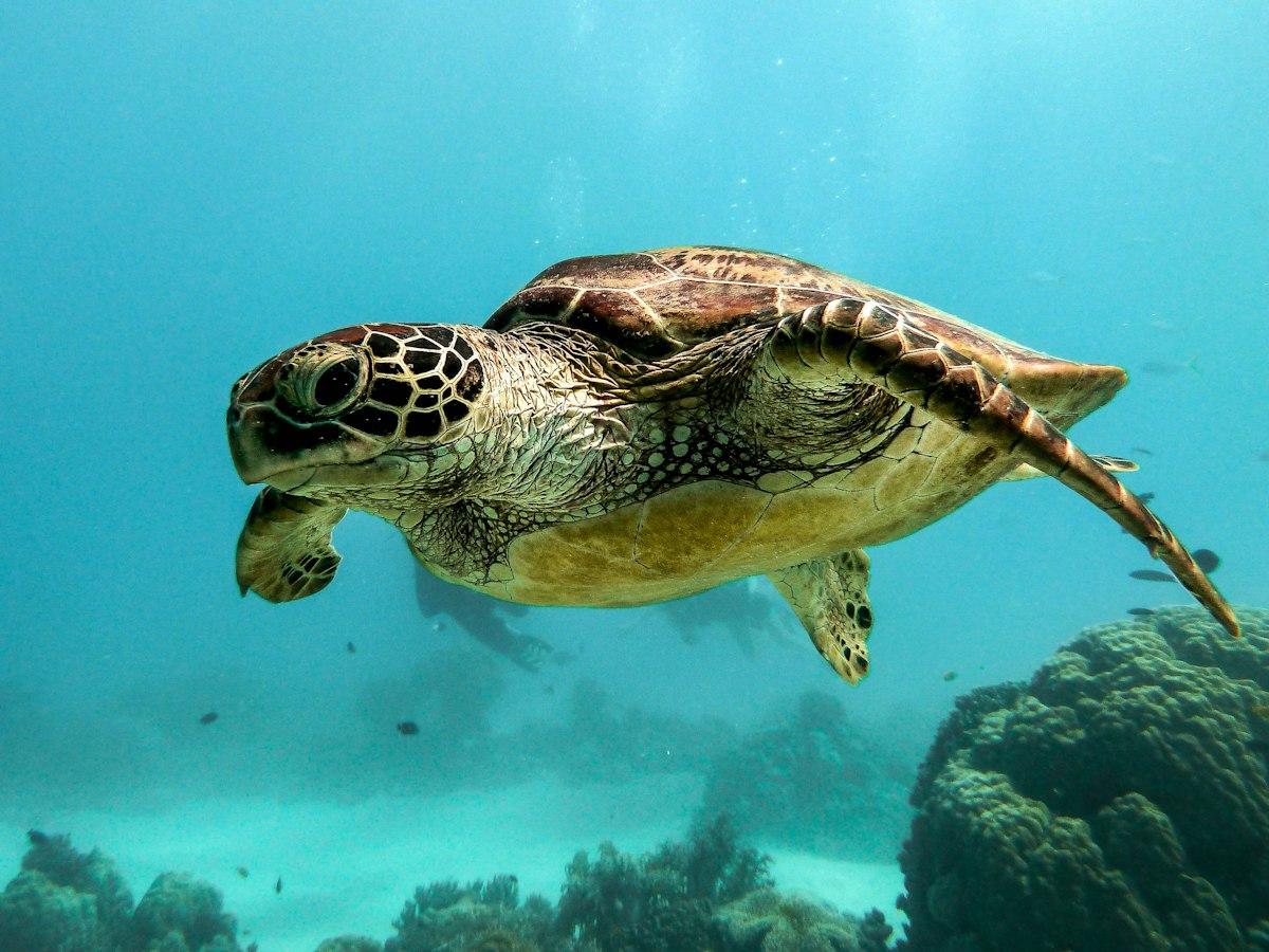 Дайв-сайт Абу-Рамада